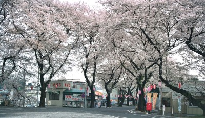 Sakura.JPG
